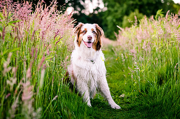 Animals, Nature, Flowers, Grass, Dog, Australian Shepherd, Meadow HD wallpaper