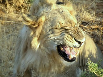 laugh of the king, lion, laugh HD wallpaper