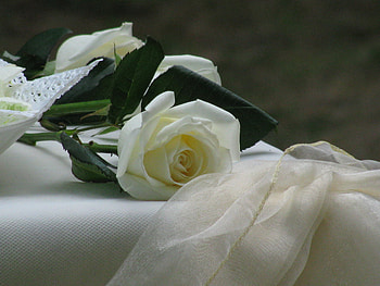 Rosa Bianca, rose, still life, lace, white HD wallpaper