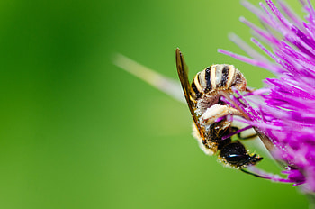 Flower, Macro, Bee, Pollen HD wallpaper