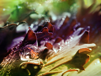 drop ..., drop, rain, morning, flower, colours HD wallpaper