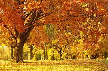 in a forest, fun, trees, cool, nature, forest HD wallpaper