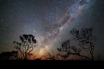 The Milky Way, trees, stars, sky, nature HD wallpaper