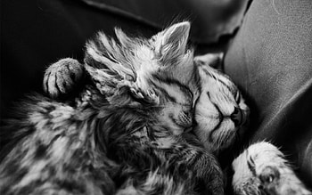 cute hug ... for Carmen , animal, cats, cute, cat, fur, love, hug, black and white, paw, sleep HD wallpaper
