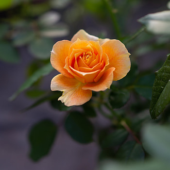 Flowers, Flower, Macro, Rose Flower, Rose, Bloom, Flowering HD phone wallpaper