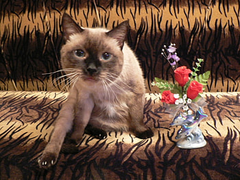 Cat and flowers in a vase, animal, kitten, flower, mammal, cat, nature, feline HD wallpaper