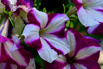 The Colors, The Beautiful Colors, purple and white flowers, spring flowers, The Beautiful Colors, The Colors, spring colors HD wallpaper