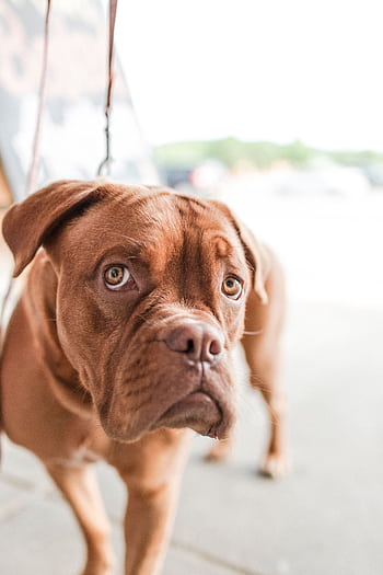 Adorable brown dog with sad eyes, looking curiously at the camera outdoors. HD phone wallpaper