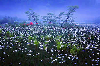 Lovely Flowers, trees, nature, flowers, field HD wallpaper