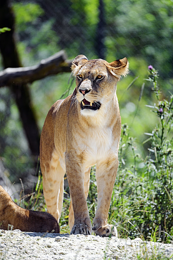 Animals, Grin, Predator, Big Cat, Lioness HD phone wallpaper