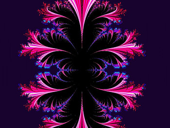 Summer night Flower, night, blue, pary, pink, celebrae, flower HD wallpaper