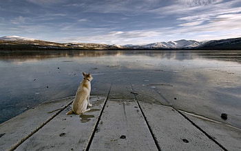 Sitting on the Dock of The Bay, dog, clouds, pier, sky, dock, water, lake HD wallpaper