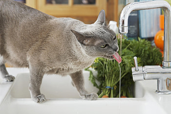 Animals, Water, Cat, Crane, Tap, Thirst HD wallpaper