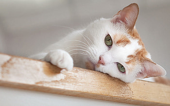 Animals, Cat, Muzzle, Sight, Opinion, Boring HD wallpaper