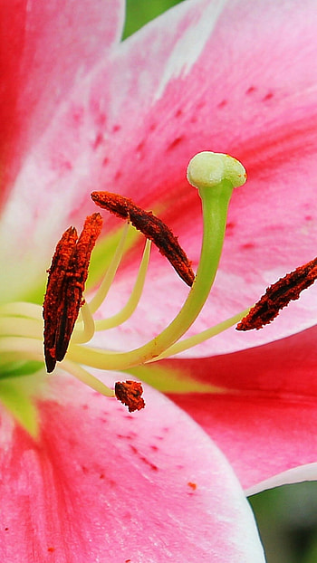 Lily , Floral art, High quality, Nature HD phone wallpaper