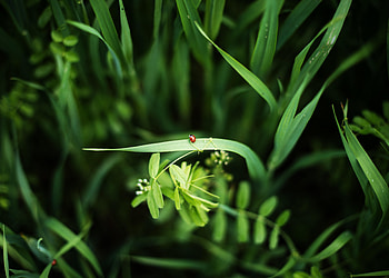 Plants, Grass, Macro, Ladybug, Ladybird HD wallpaper