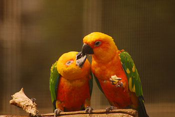 SHARED with LOVE!, pair, bite, parrots, sharing HD wallpaper