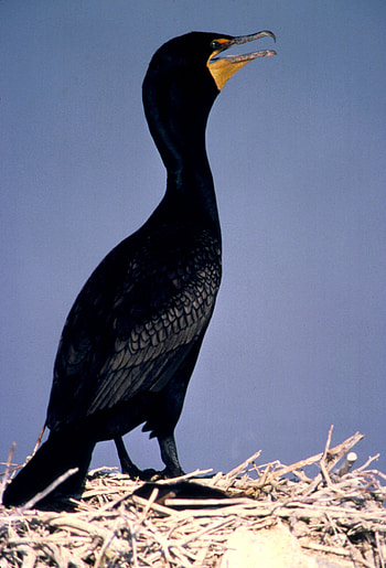 Cormorant portrait, Avian splendor, Graceful wings, Majestic beauty HD phone wallpaper