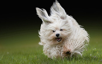 Animals, Grass, Fluffy, Dog, Run Away, Run HD wallpaper