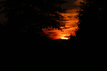 Sunset, Silhouette, Branches HD wallpaper
