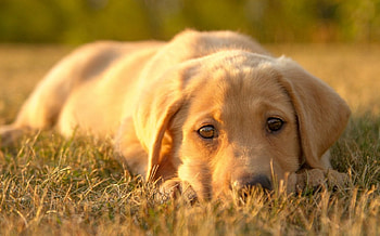 Dog, sweet, pay, dogs, puppies, cute, beautiful, beauty, playful, playful dog, puppy, dog face, pretty, animals, face, bubbles, lovely HD wallpaper
