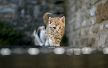 Animals, Shine, Light, Kitty, Kitten, Blur, Smooth HD wallpaper