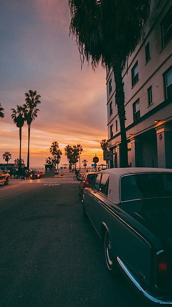 California, background, California travel, Palm trees HD phone wallpaper