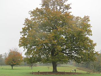 Mighty Autumn Trees, Kent, Knole Park, Trees, Sevenoaks, Autumn, Parkland HD wallpaper
