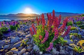 Lupine flowers on rocky lakeshore, stones, lake, sunny, rays, lakeshore, glow, beautiful, lupin, summer, wildflowers, day, flowers, sky HD wallpaper