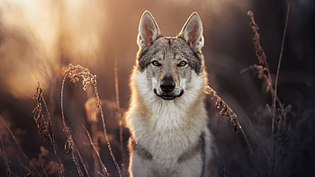 Back White Czechoslovakian Wolfdog Is Standing In Blur Background Dog HD wallpaper