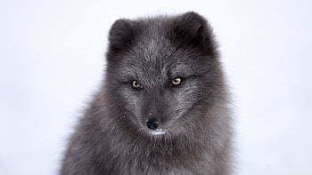 Black fox, Arctic Foxes HD wallpaper