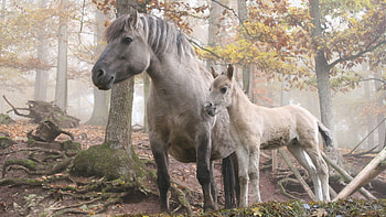 Animals, Trees, Grass, Forest, Stroll, Horse, Stallion HD wallpaper