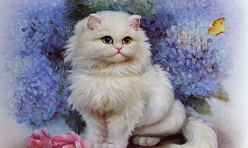 Cats, Deutschland, Gelb, Rosa, Blau HD wallpaper