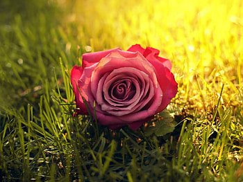 beautiful rose flower grass, rose, grass, red, flower HD wallpaper