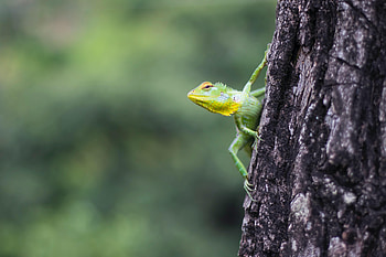 Animals, Wood, Tree, Lizard, Reptile HD wallpaper
