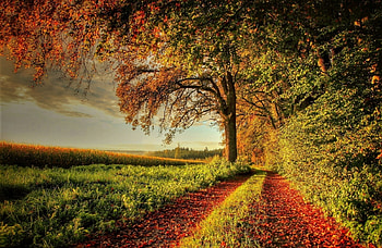 Autumn in the countrysid, autumn, trees, dirt road, countryside HD wallpaper