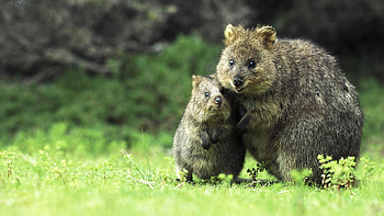Quokka marsupial mammals, Animal HD wallpaper