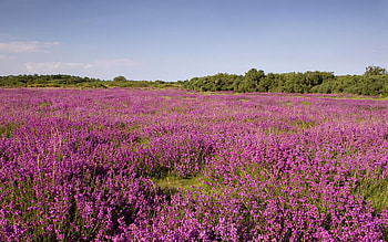 Fields Of Purple Heath, purple, trees, fields, sky, nature, flowers HD wallpaper