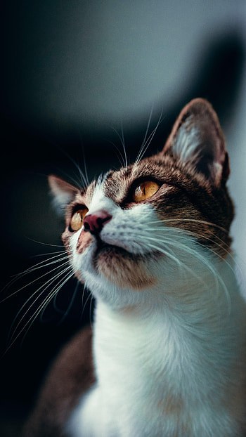 Animals, Cat, Pet, Sight, Opinion, Animal, Moustache, Mustache HD phone wallpaper