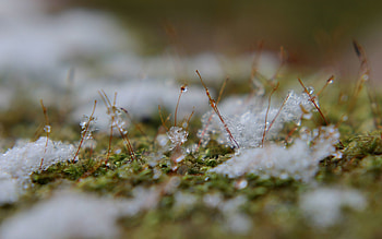 Grass, Snow, Macro, Surface, Spring, Mud, Dirt HD wallpaper