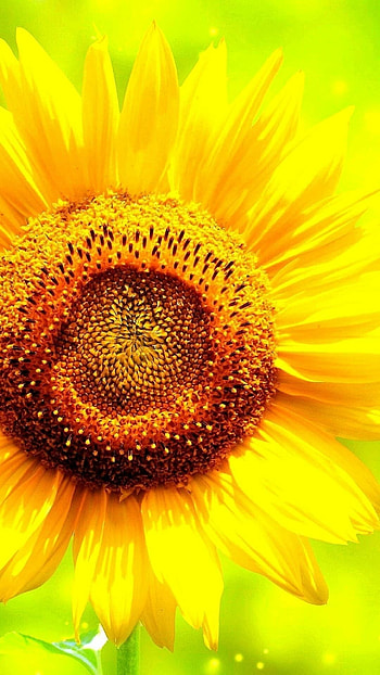 Auringonkukka taustakuvia, Mobi , Vibrant beauty, Nature's marvel HD phone wallpaper