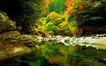 FOREST POND, autumn, forest, lake, stones, pond HD wallpaper
