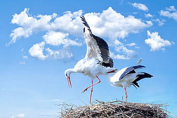A pair of storks nesting with wings spread under a bright blue sky. HD wallpaper