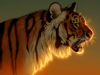 Tiger Evening Glow , tiger, animals, deviantart HD wallpaper