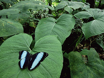 Plants, Butterflies, Insects, Leaves HD wallpaper