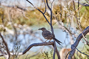 Animals, Bird, Branch, Thrasher HD wallpaper