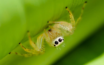 Spider , Detailed arachnids, Intricate patterns, -worthy HD wallpaper