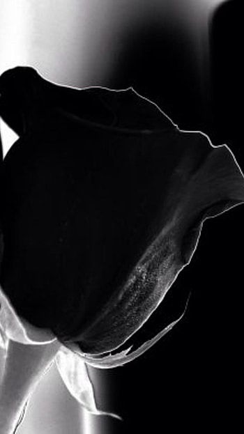 Black Rose, Black And White, Beautiful Rose HD phone wallpaper