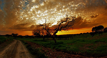Amazing Sunset, road, beautiful, tree, sunset HD wallpaper