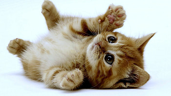 Kitten, cute kittens, adorable pets, cuddly HD wallpaper